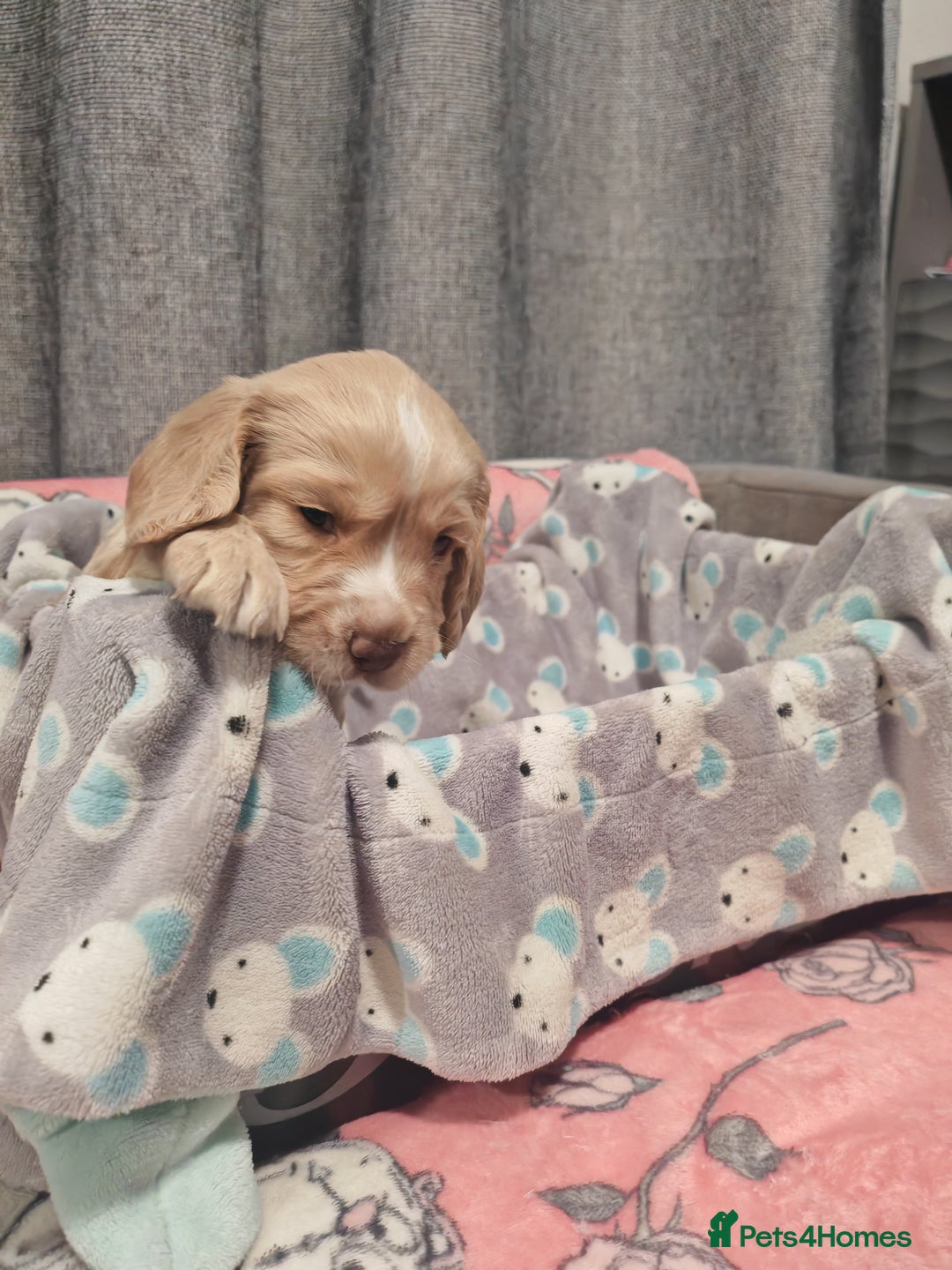 Cocker Spaniel dogs for sale: Pure Working Cocker Spaniel Puppies - Advert 6