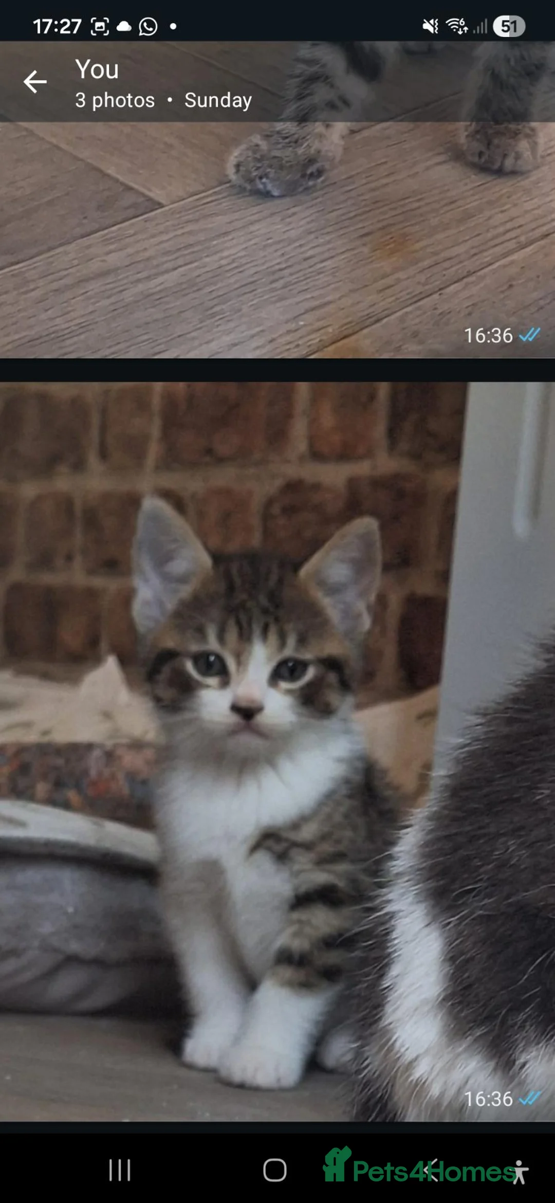Bengal cats for sale: Bengal mix babies READY FROM MONDAY - Advert 1