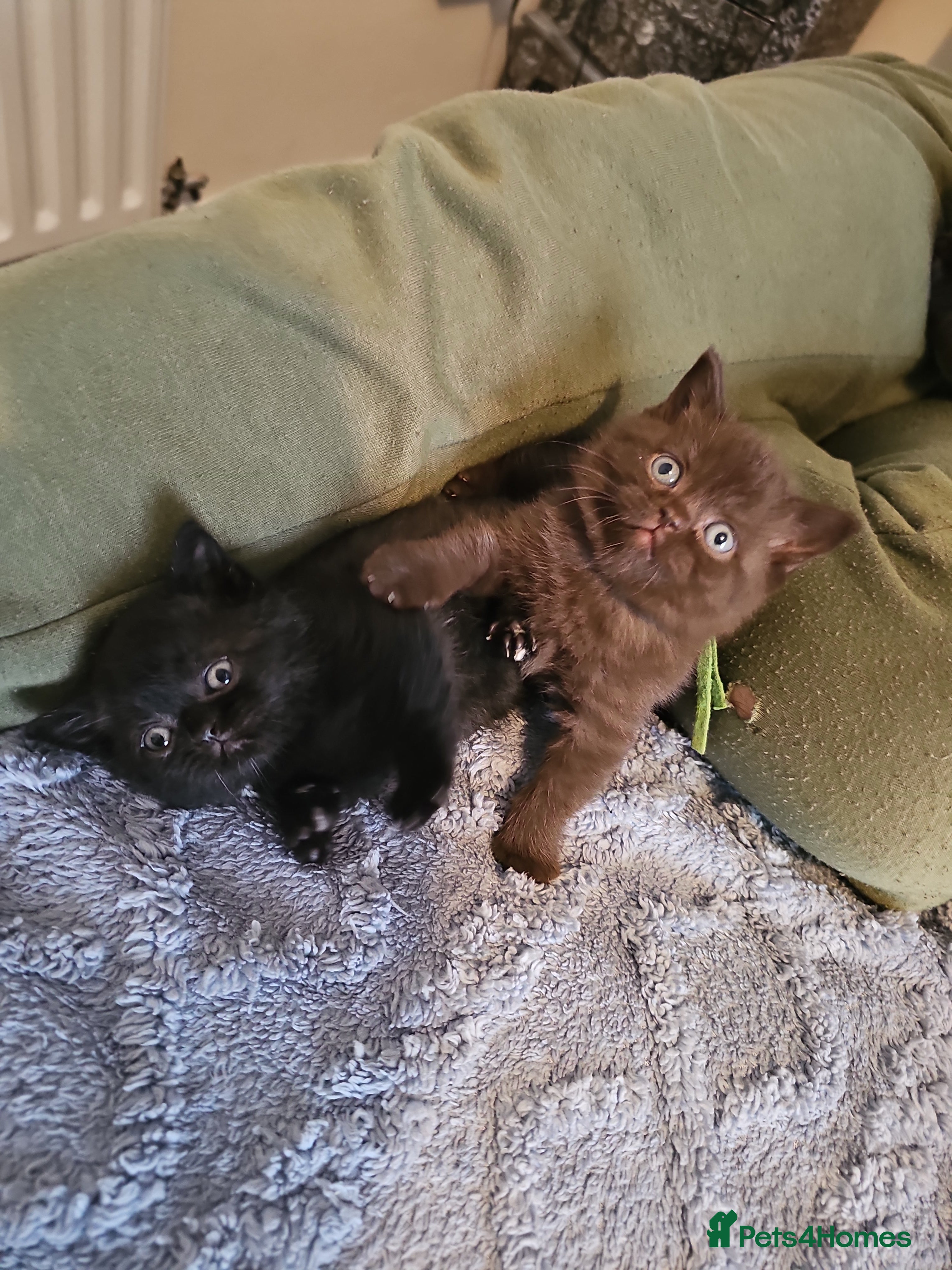 British Shorthair cats for sale: British Shorthair kittens - Advert 2