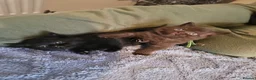 British Shorthair cats for sale: British Shorthair kittens - Advert 2