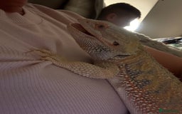 Bearded Dragon reptiles for sale: Loki bearded dragon - Image 4