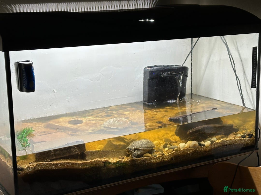 Turtle reptiles for sale: 2 musk turtles - Advert 2