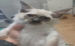 Ragdoll cats for sale: 3 gorgeous fluffy ragdoll kittens  - Image 7