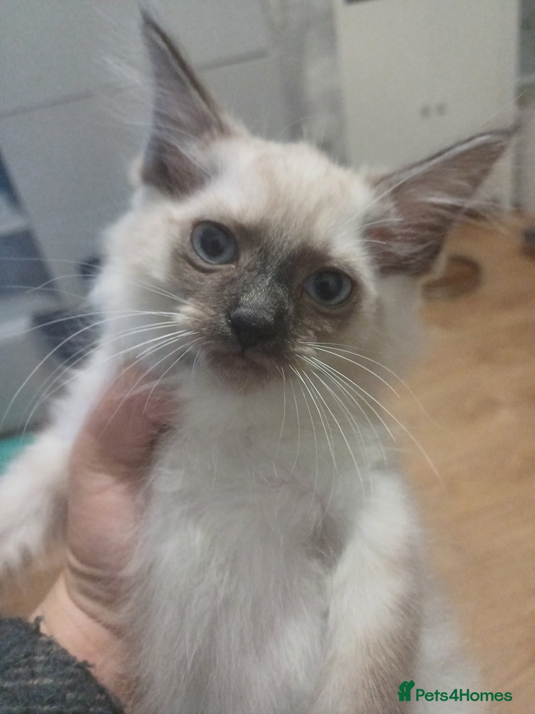 Ragdoll cats for sale: 3 gorgeous fluffy ragdoll kittens  - Image 7