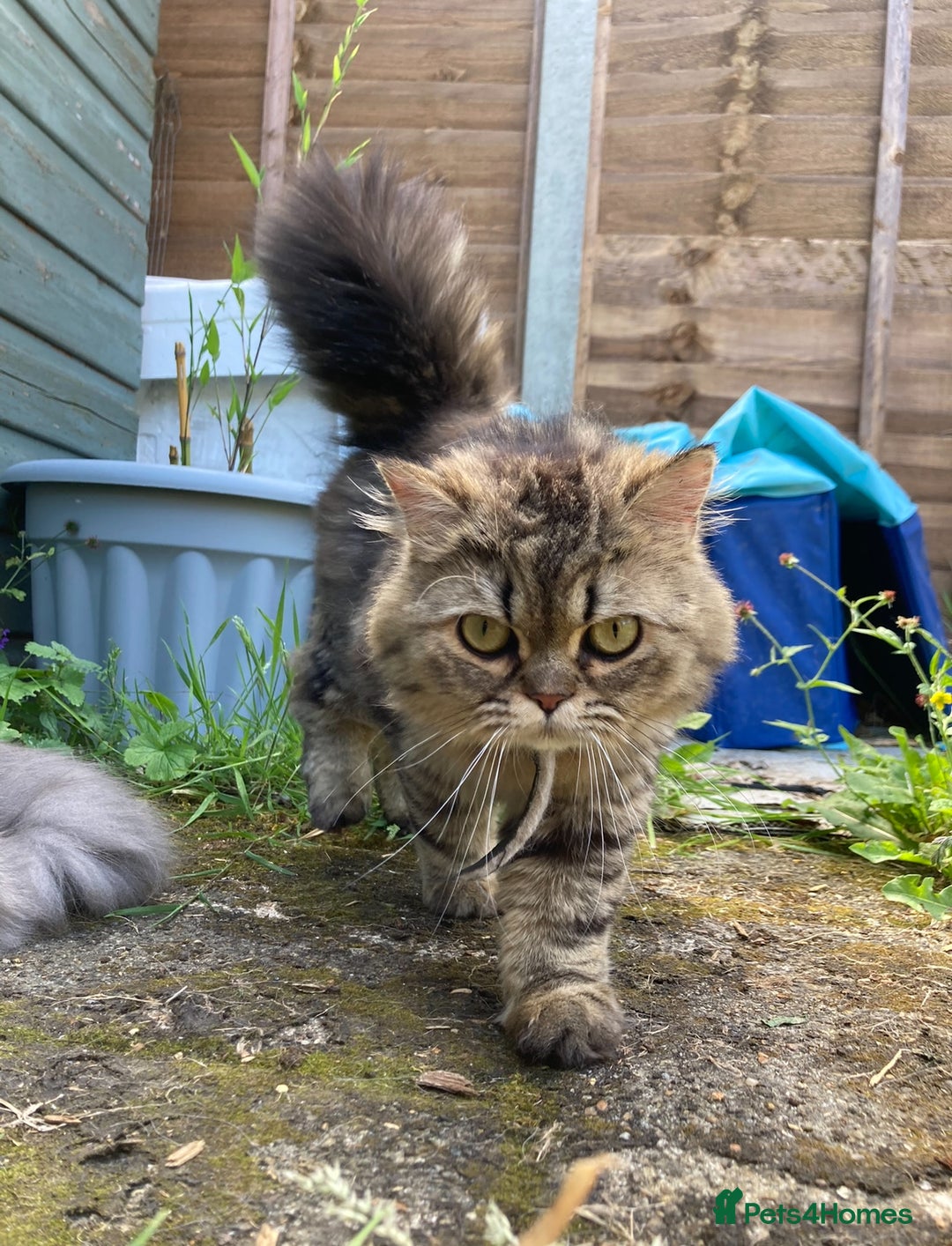 Persian cats for sale: 2 Persian adult  females - Advert 5