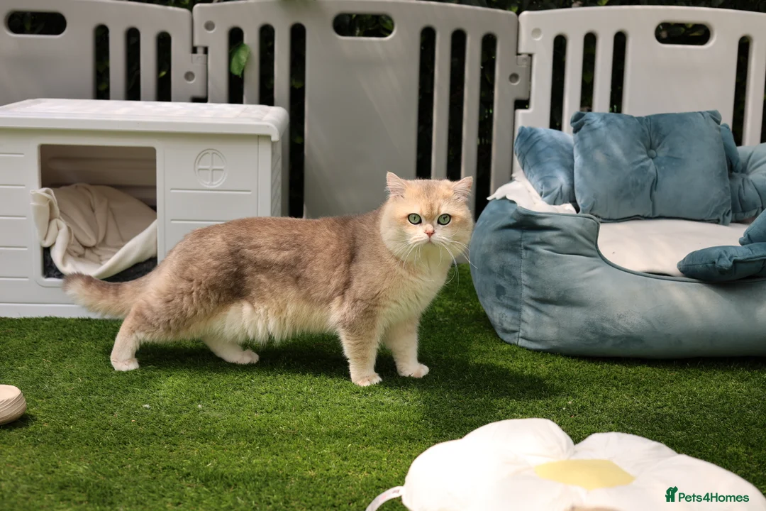 British Shorthair cats for sale: Retired champion show and stud cat 2 years  - Advert 5