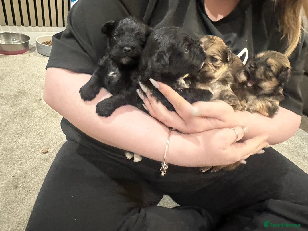 Lhasa Apso dogs for sale: Beautiful mini Lhasa apso’ - Advert 6