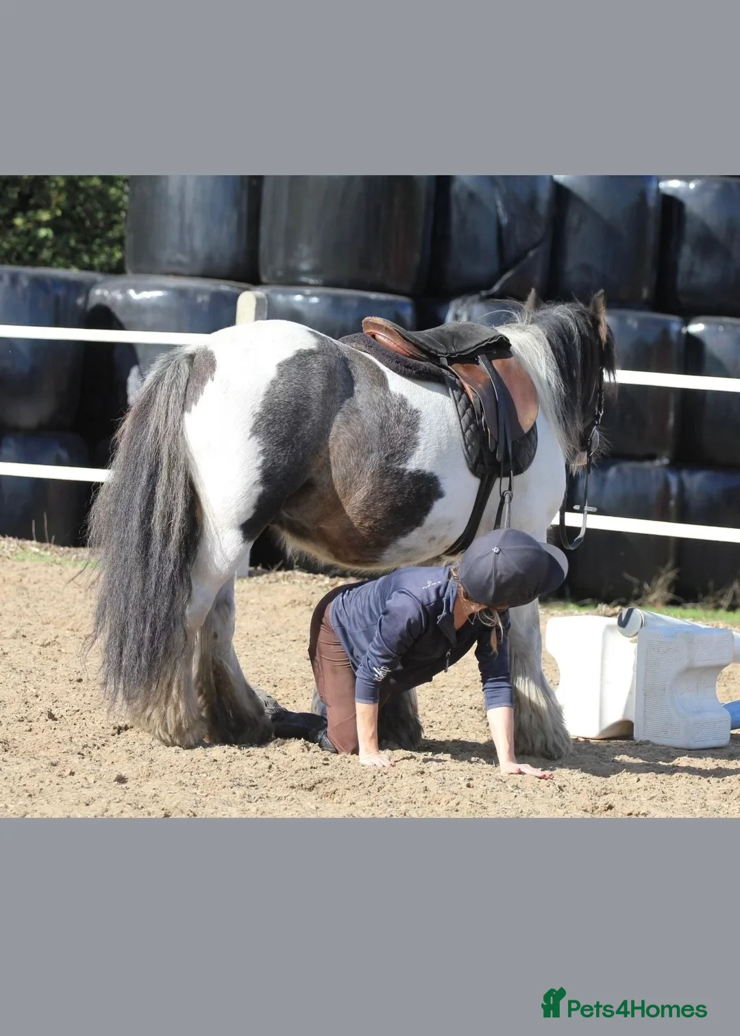 Irish Cob horses for sale: Cash  - Advert 10