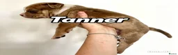 Mixed Breed dogs for sale: Exotic bullies - English bulldog x American bully - Advert 7