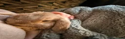 Mini Lop rabbits for sale: bambi mini lop in Newcastle upon Tyne - Advert 7