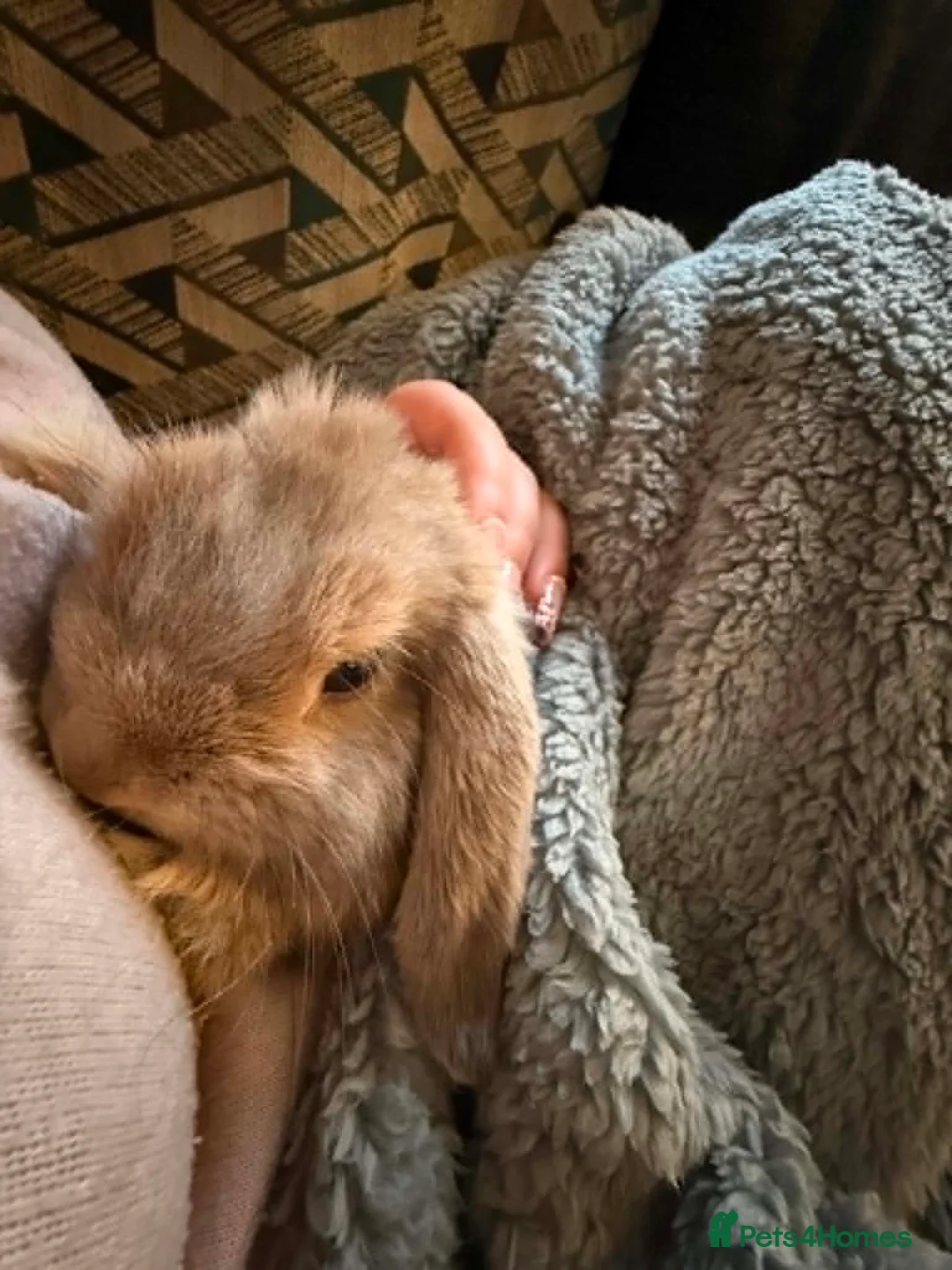 Mini Lop rabbits for sale: bambi mini lop in Newcastle upon Tyne - Advert 7