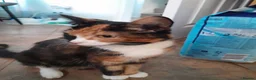 Mixed Breed cats for sale: 2 tuxedo male kittens in Taunton - Advert 3