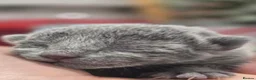 Russian Blue cats for sale: 🏅EXCEPTIONAL Russian Blue kittens🏆 - Advert 5