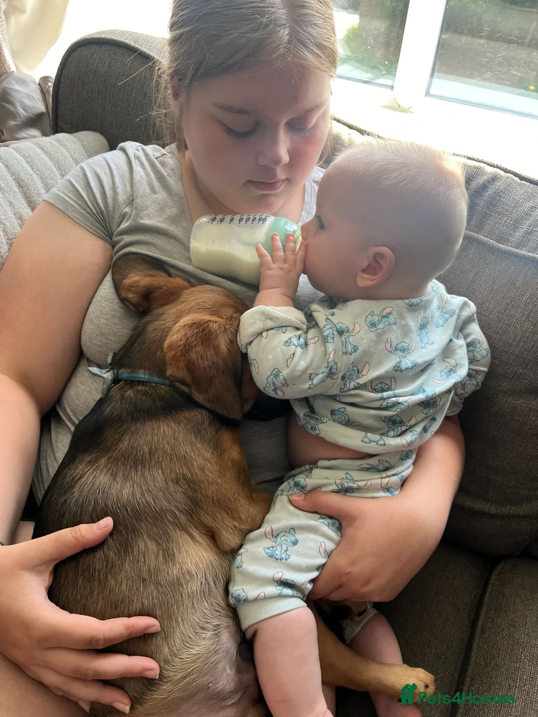 Mixed Breed dogs for sale: Shollie cross spaniel  - Advert 3