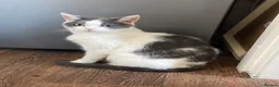 Mixed Breed cats for sale: 3 kittens 🩶 in Burnley - Advert 2
