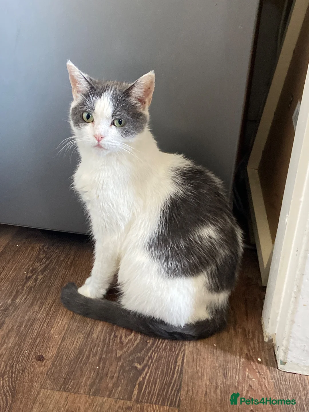 Mixed Breed cats for sale: 3 kittens 🩶 in Burnley - Advert 2