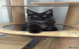 Maine Coon cats for sale: black smoke female  - Image 16