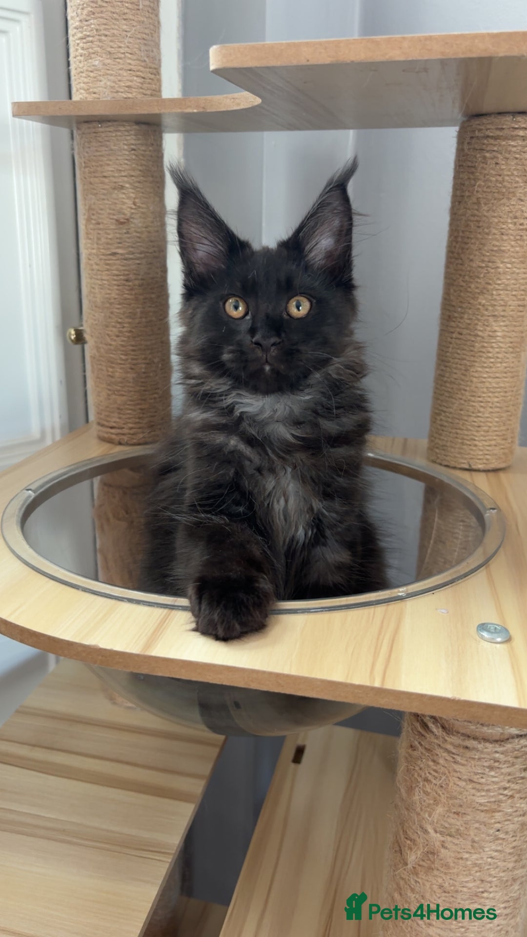 Maine Coon cats for sale: black smoke female  - Image 16