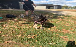 Mixed Breed dogs for adoption: Zolly  - Image 6