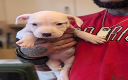 Staffordshire Bull Terrier dogs for sale: Blue/blue&white staffs - Image 35