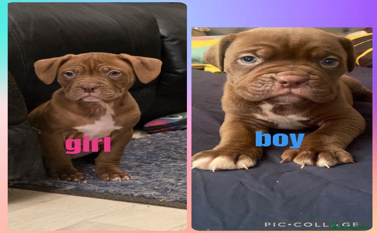 Mixed Breed dogs Dogue de bordeaux x staff puppies  - Advert 1