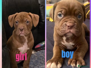 Mixed Breed dogs Dogue de bordeaux x staff puppies - Advert 16