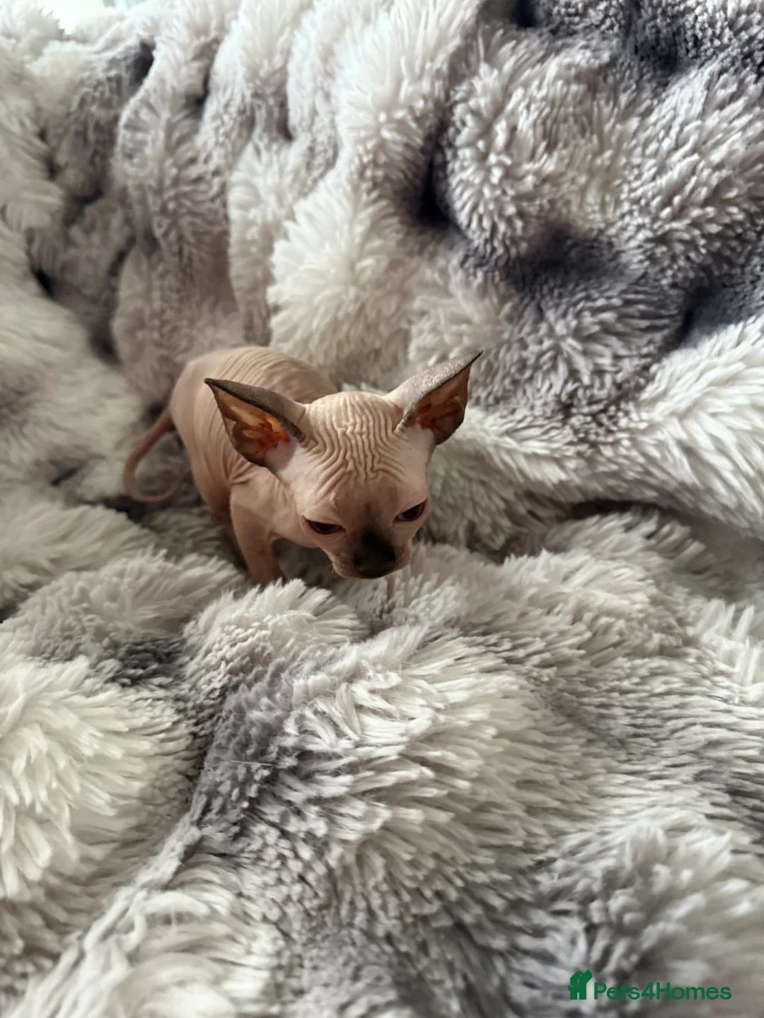 Sphynx cats for sale: Sphynx canadian kittens ready to leave now  - Advert 3
