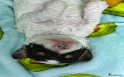 Toy Poodle dogs for sale: Toy poodle boy chocolate and white  - Advert 15