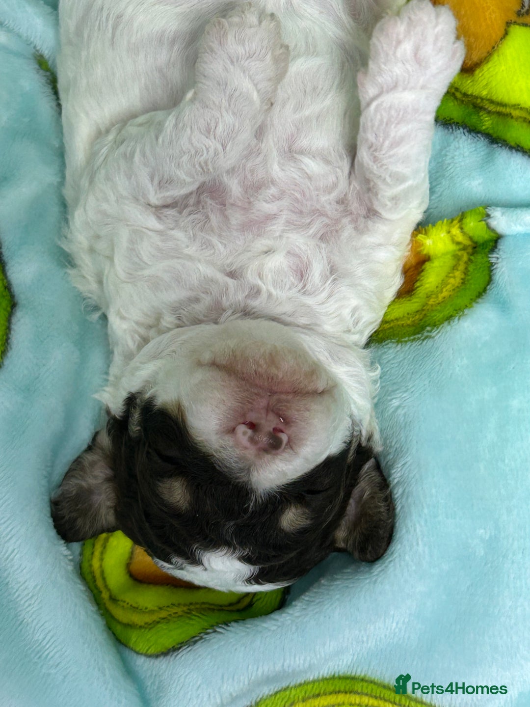 Toy Poodle dogs for sale: Toy poodle boy chocolate and white  - Advert 15