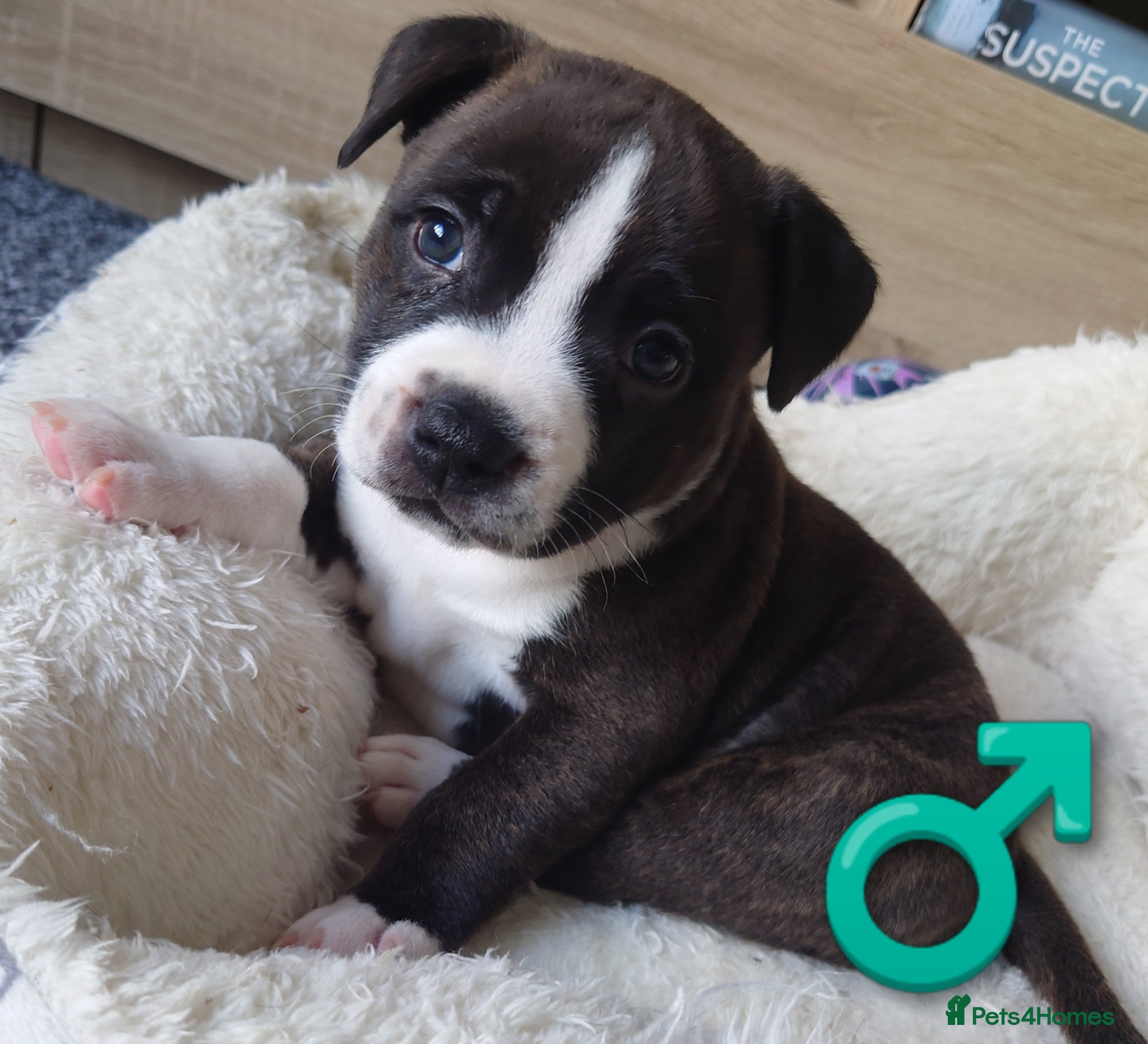 Staffordshire Bull Terrier dogs 2X full breed KC Staffordshire bull terrier pups - Advert 9