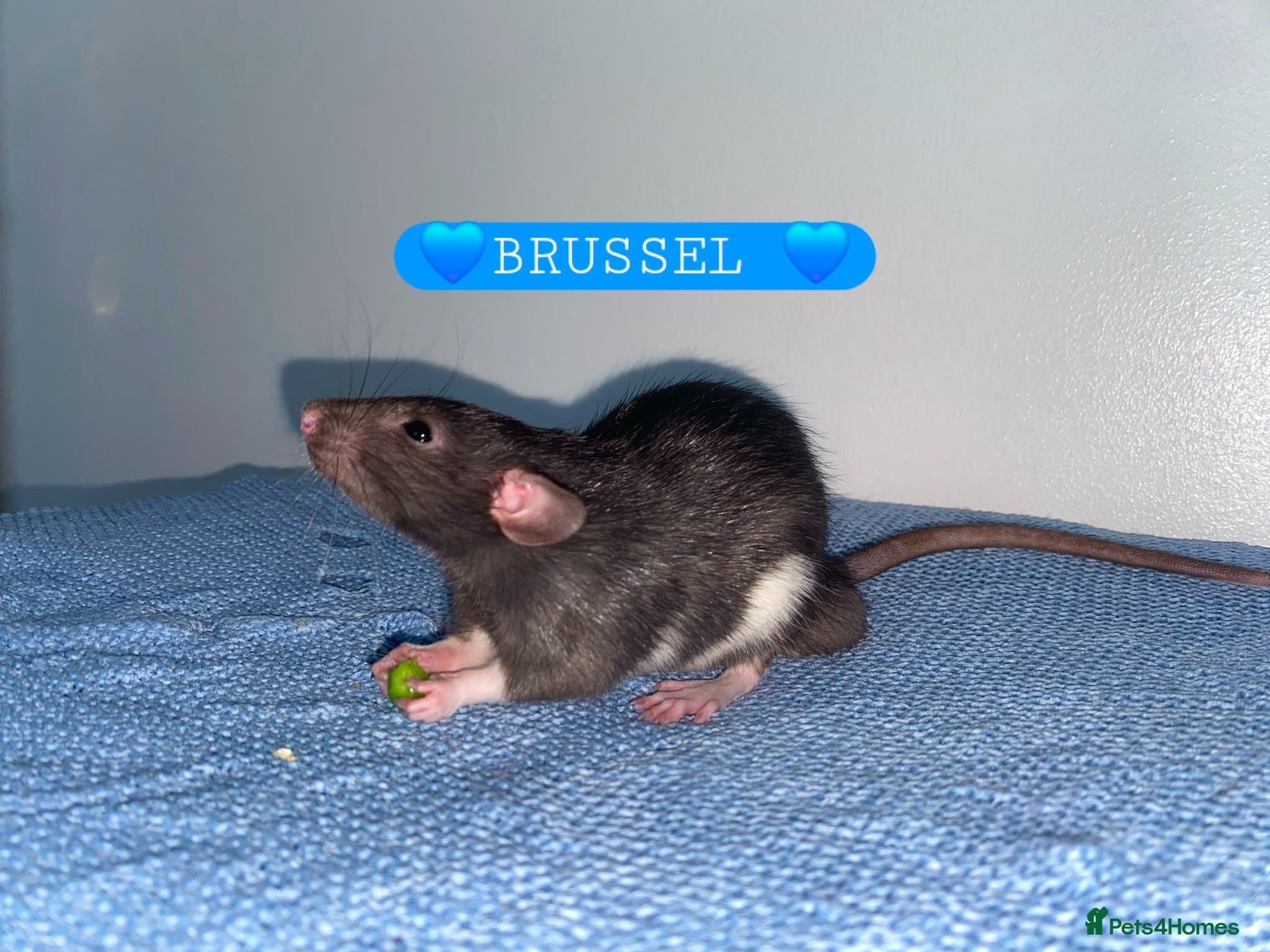 Rat rodents Beautiful babies ratties 🥰🥰🥰 - Advert 1