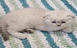 Scottish Fold cats for sale: Scottish Fold Kittens. Vaccinated, Last one left! - Image 10