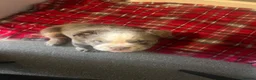 English Bulldog dogs for sale: British bull dog  in Liverpool - Advert 6