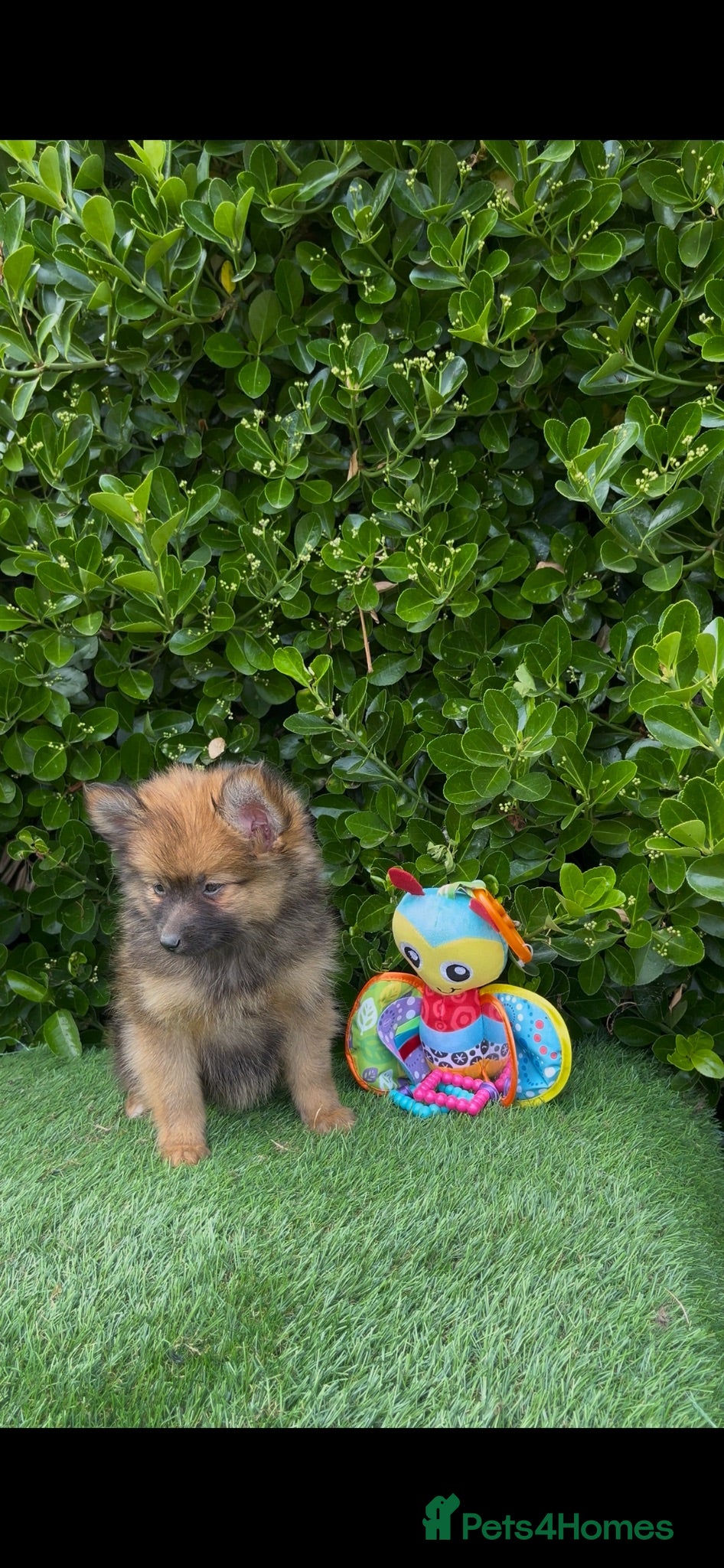 Pomeranian dogs 🧸 Teddy Bears 🧸 Tiny Pom babies  - Advert 2