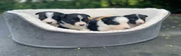 Border Collie dogs for sale: ☀️Stunning Border Collie Puppies☀️ - Advert 6