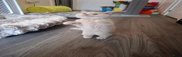 British Shorthair cats for sale: BEAUTIFUL BRITISH SHORTHAIR KITTENS - Advert 29
