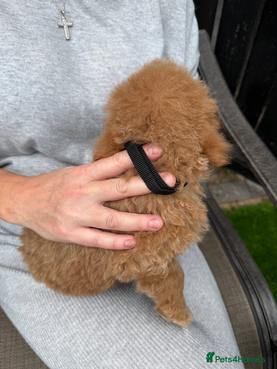 Cockapoo dogs for sale: Cockerpoo Puppies - Image 24