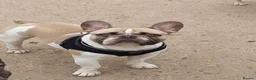 French Bulldog dogs for stud: French Bulldog Stud Bernie Brown - Advert 12