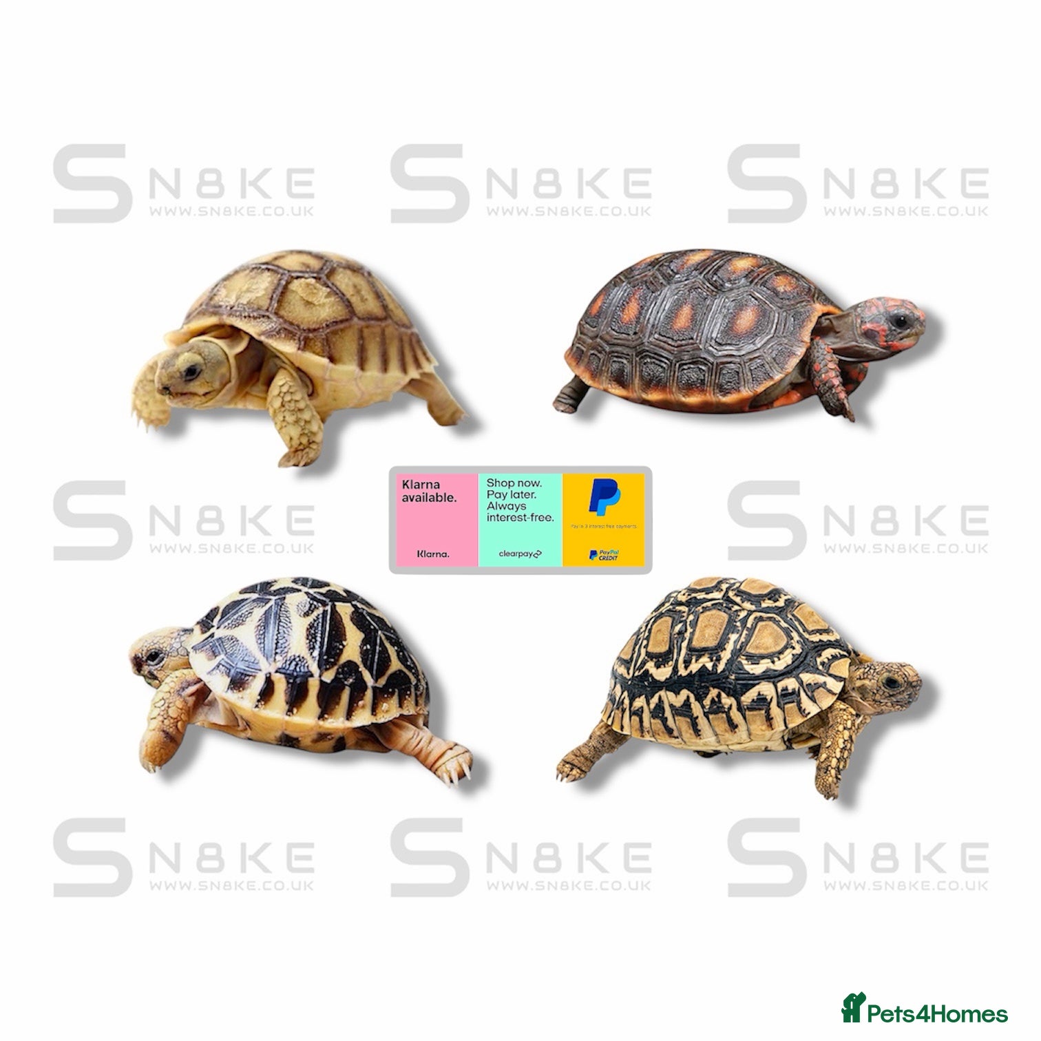 Tortoise reptiles TORTOISE BABYS : CLEARPAY & KLARNA - Advert 13