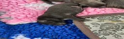 Staffordshire Bull Terrier dogs for sale: Kc Staffordshire bull terrier  - Advert 20