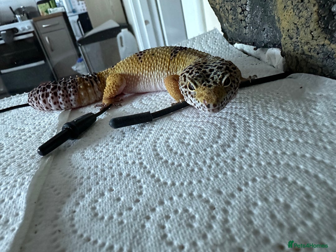 Gecko reptiles for sale: Female leopard gecko sale - Advert 2