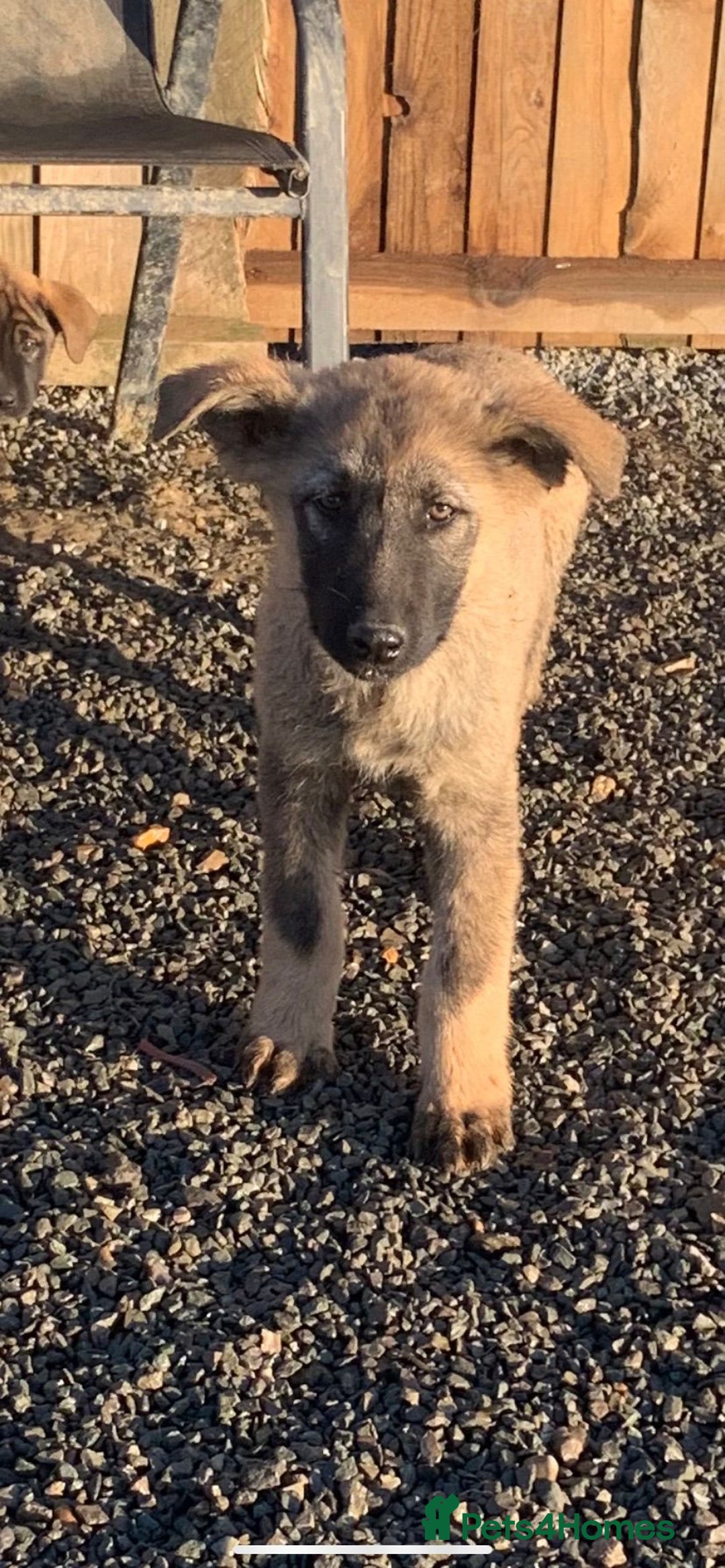 Mixed Breed dogs for sale: German shepherd x caucasian shepherd puppies - Advert 3