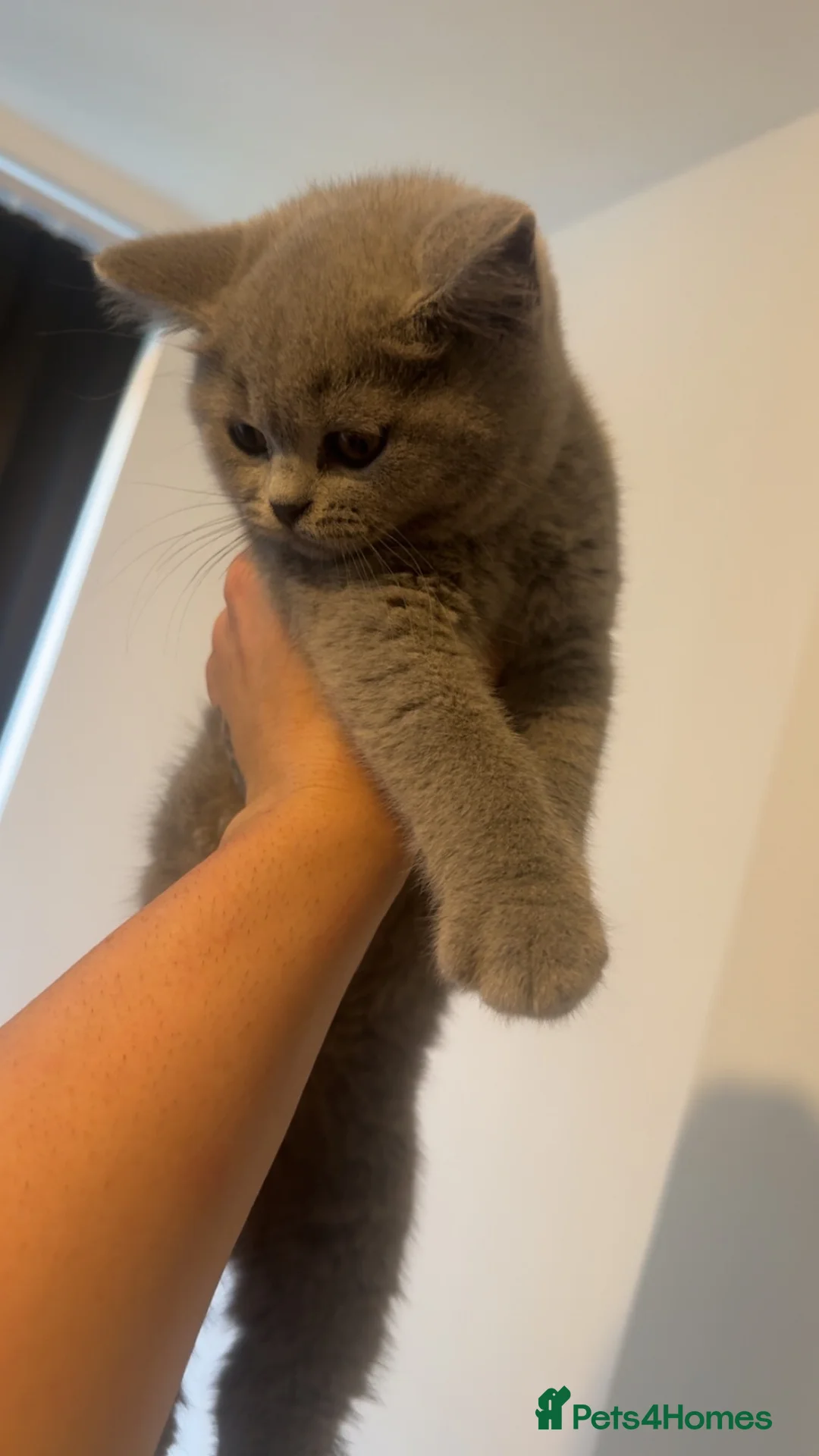 British Shorthair cats for sale: BRITISH SHORTHAIR TEDDY BEAR FEMALE - Advert 6