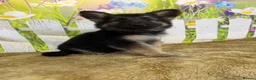 German Shepherd dogs for sale: German Shepherd puppies for sale - Advert 12