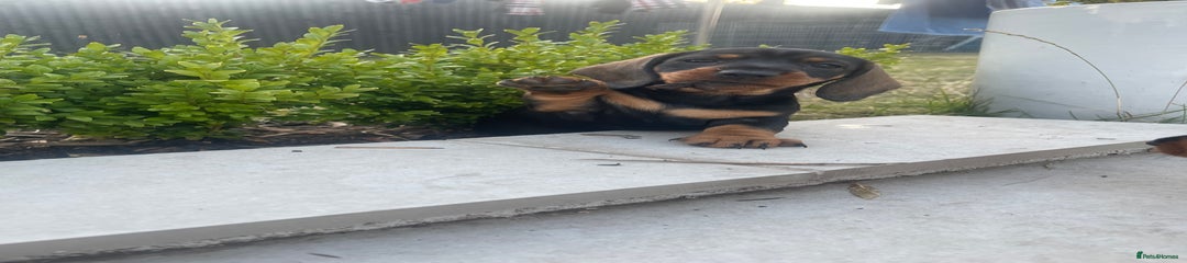 Dachshund Puppy 7