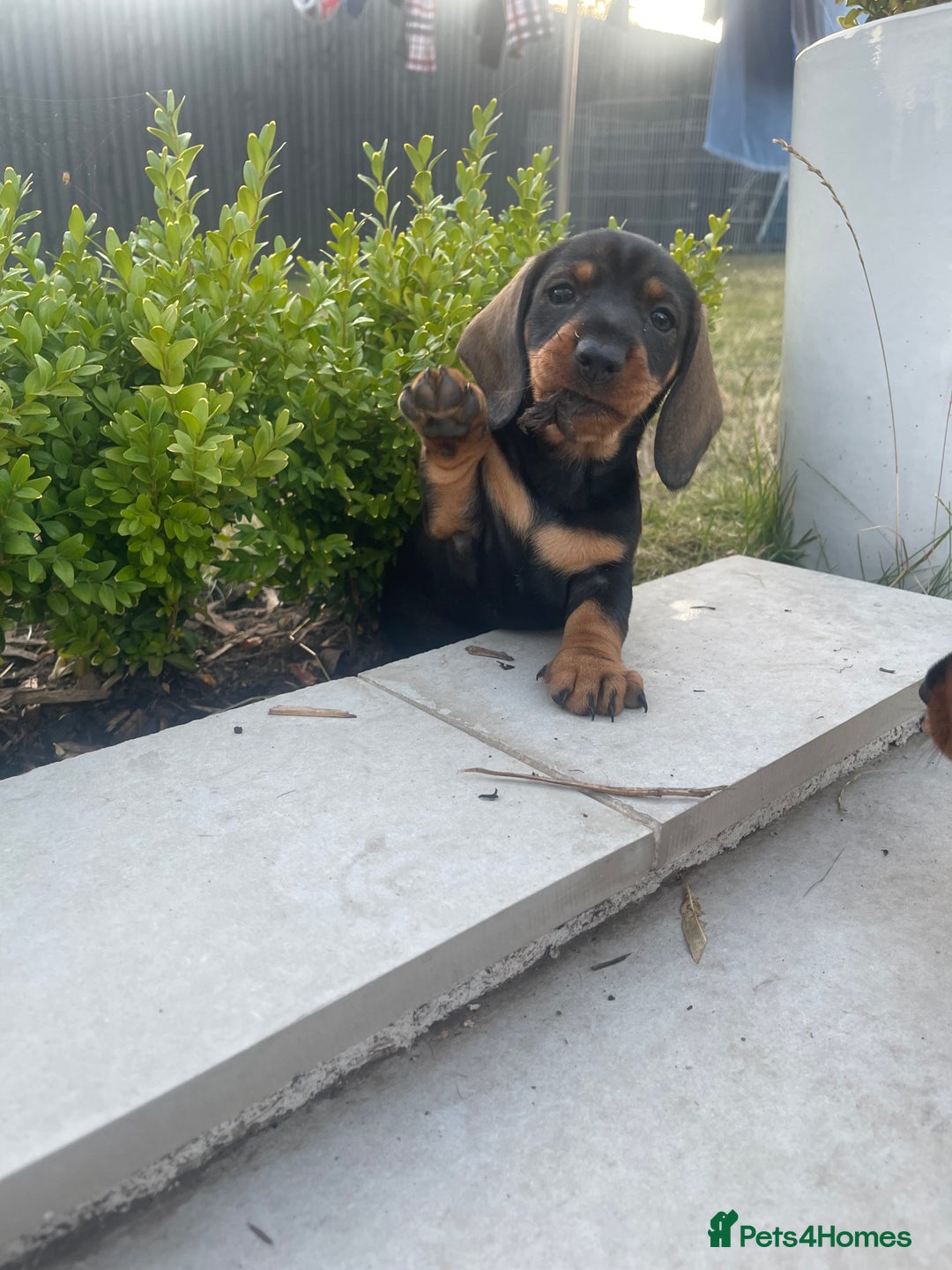 Dachshund dogs for sale: KC Standard Wire Haired Dachshund - Image 5