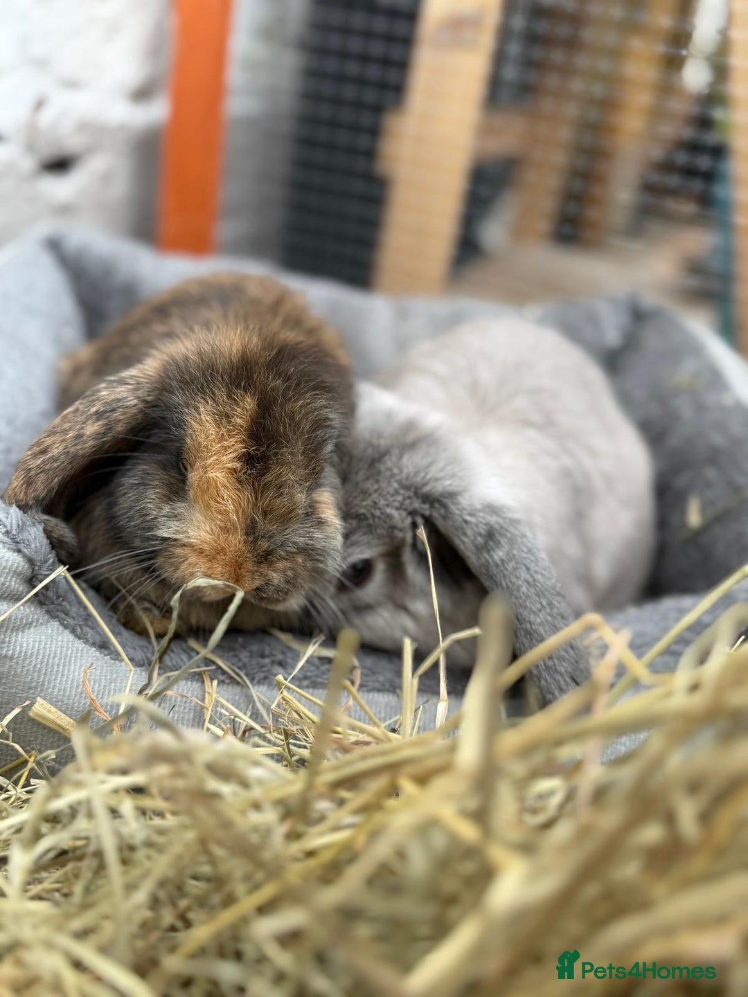 Mini Lop rabbits for sale: 2 Mini Lops - 4 months old  - Image 3