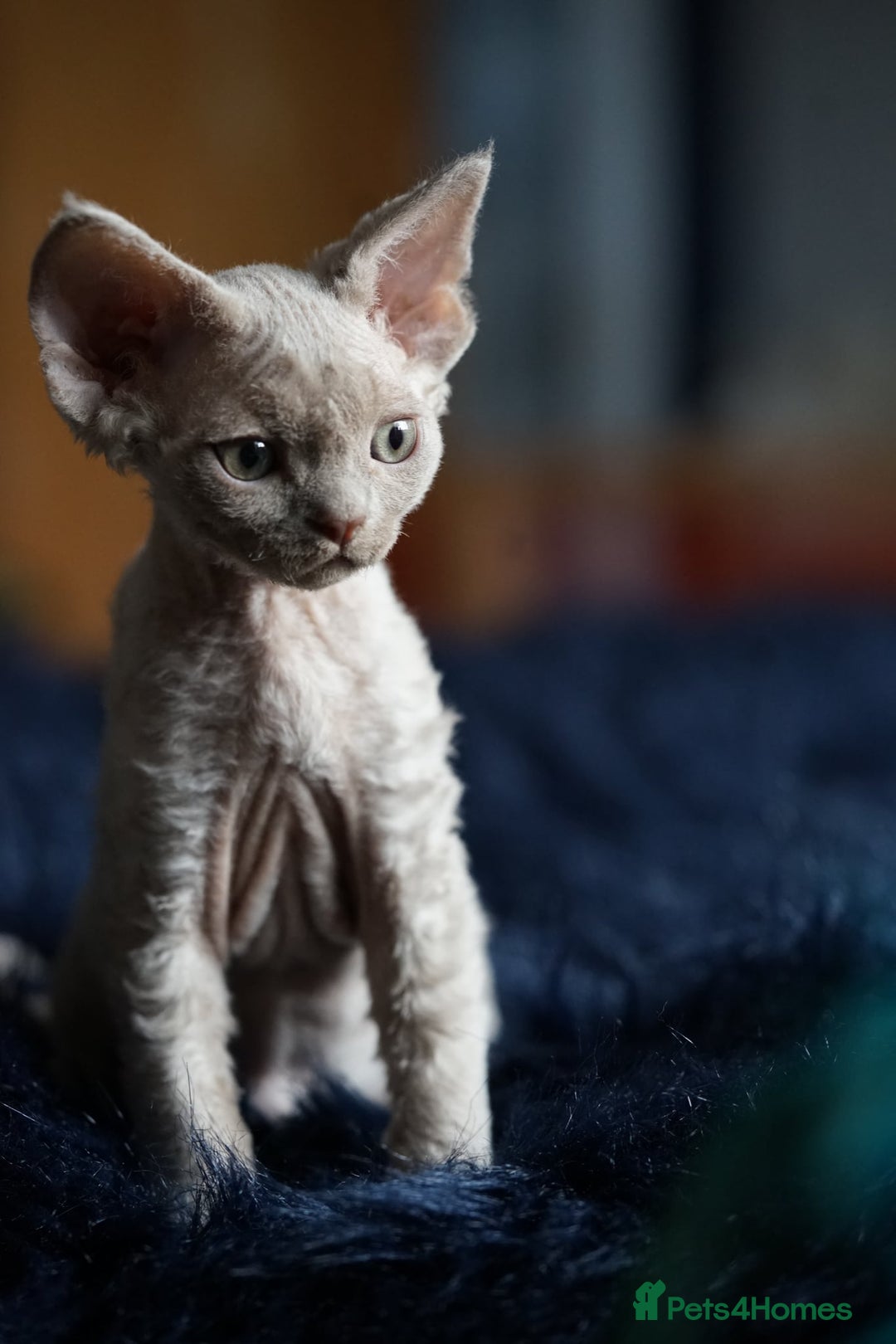 Devon Rex cats for sale: Ravel 💜male Devon Rex ( Reserved) - Advert 16