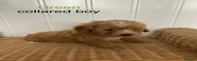 Cavapoochon 1