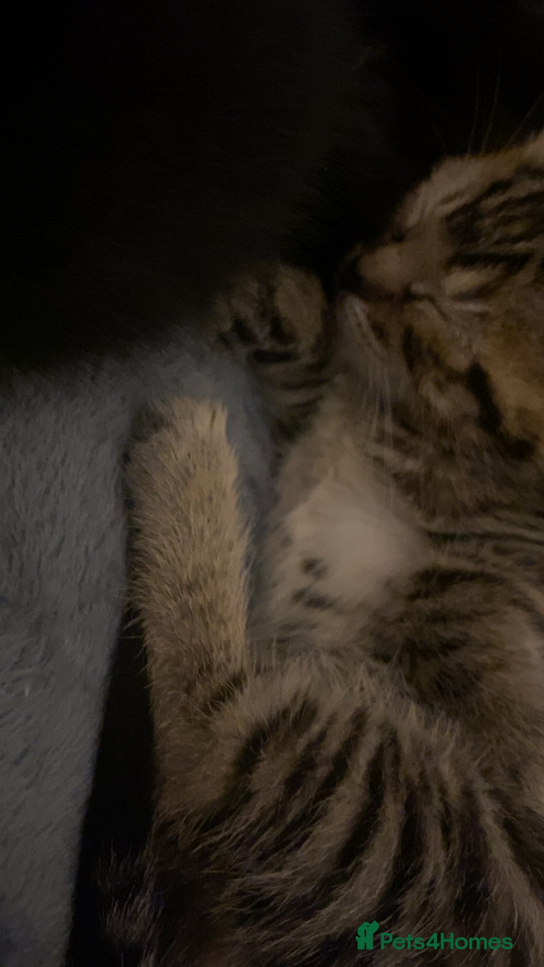 Mixed Breed cats for sale: Mixed breed Bengal and Norwegian forest cat  - Advert 2